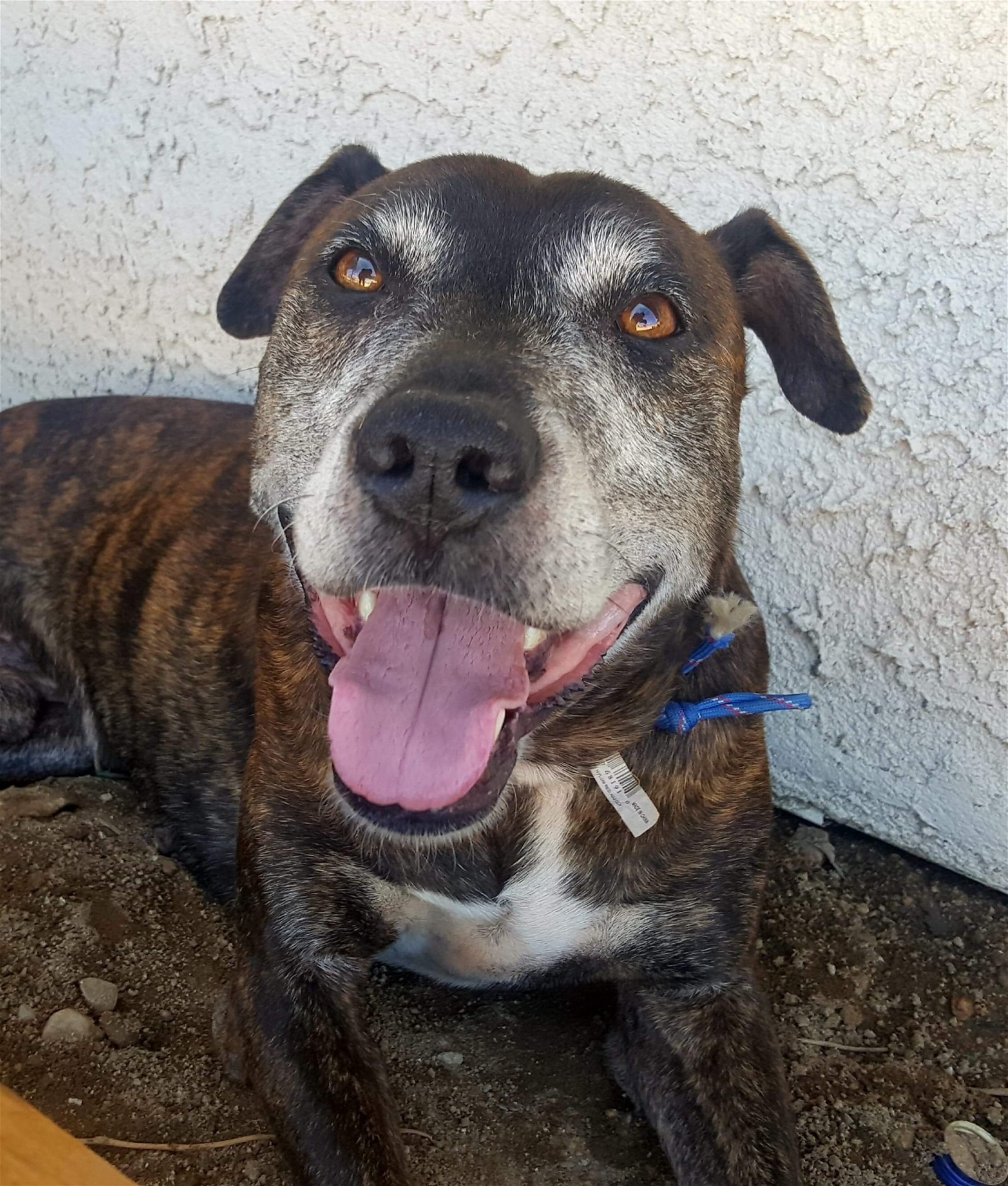 Hero, an adoptable Boxer, German Shepherd Dog in San Bernardino, CA, 92407 | Photo Image 3