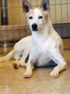 Dog For Adoption Johnny A Basenji Shiba Inu Mix In