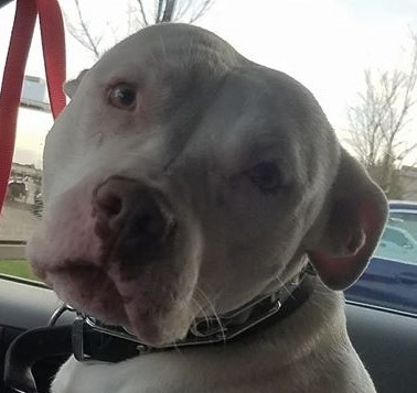 Dakota, an adoptable Terrier in Roselle, IL, 60172 | Photo Image 3