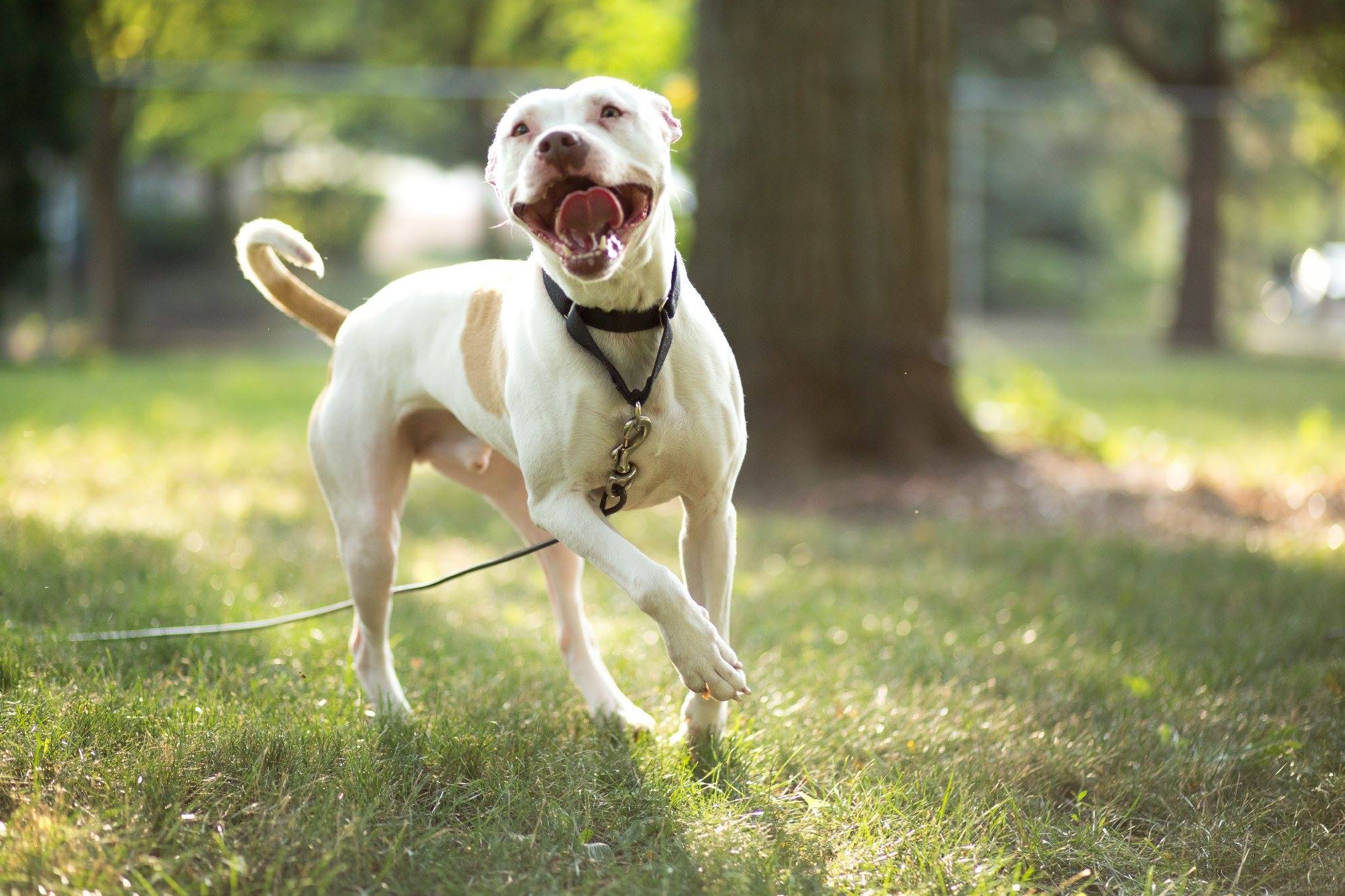 Dakota, an adoptable Terrier in Roselle, IL, 60172 | Photo Image 4