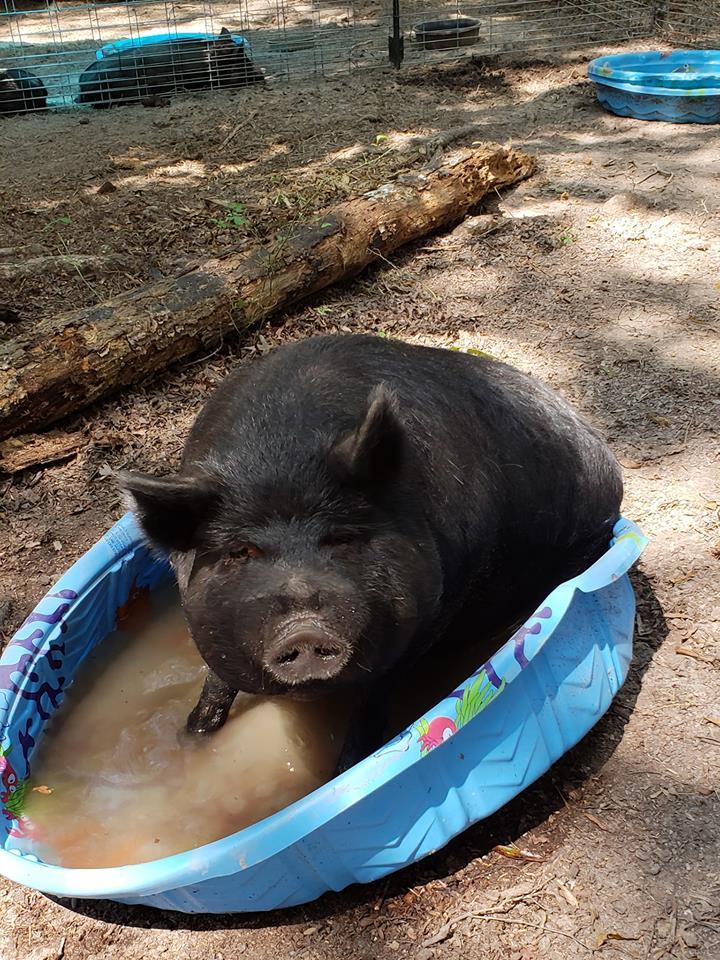 Beau, an adopted Pig in Durham, NC_image-5