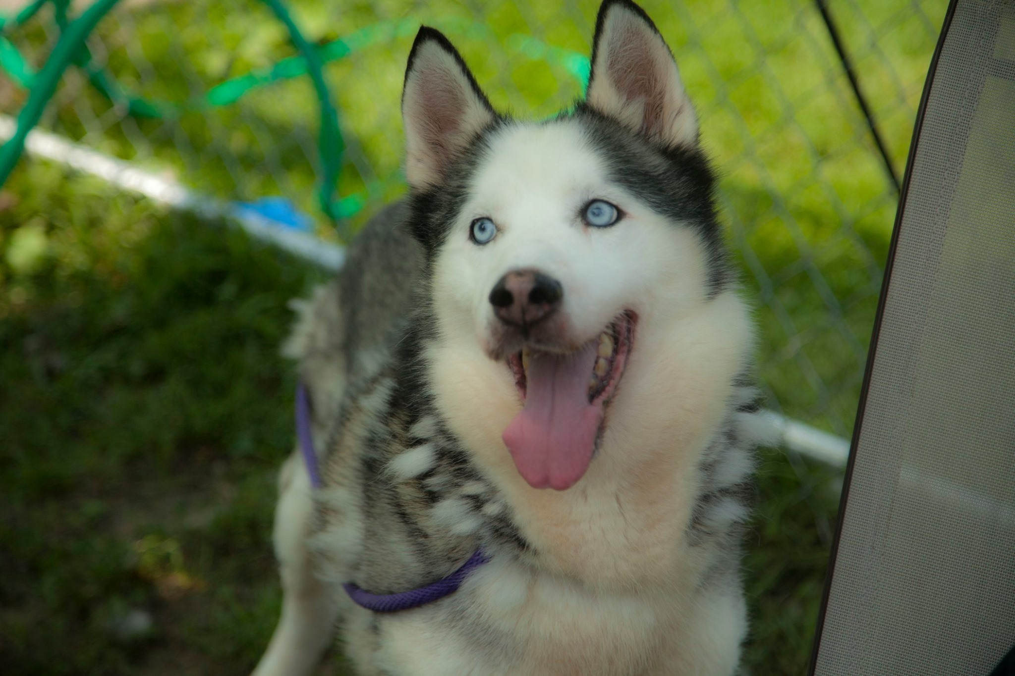 Bronco, an adoptable Siberian Husky in Harvard, IL, 60033 | Photo Image 2