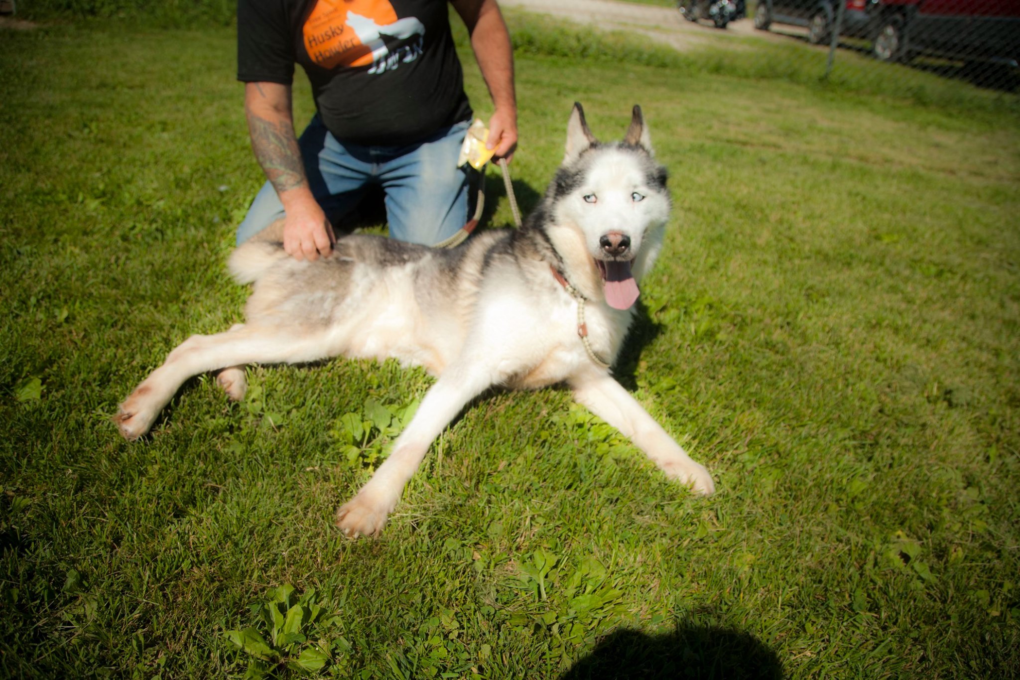 Bronco, an adoptable Siberian Husky in Harvard, IL, 60033 | Photo Image 3