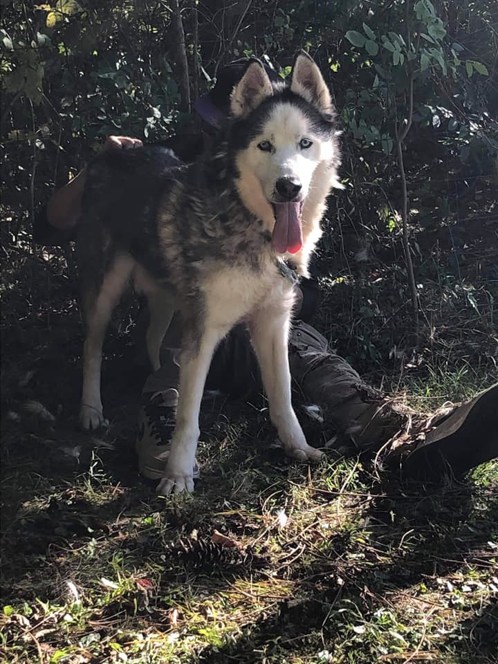 Bronco, an adoptable Siberian Husky in Harvard, IL, 60033 | Photo Image 5