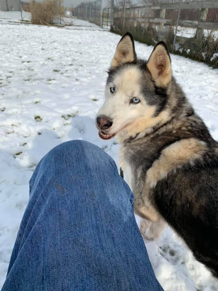 Bronco, an adoptable Siberian Husky in Harvard, IL, 60033 | Photo Image 6