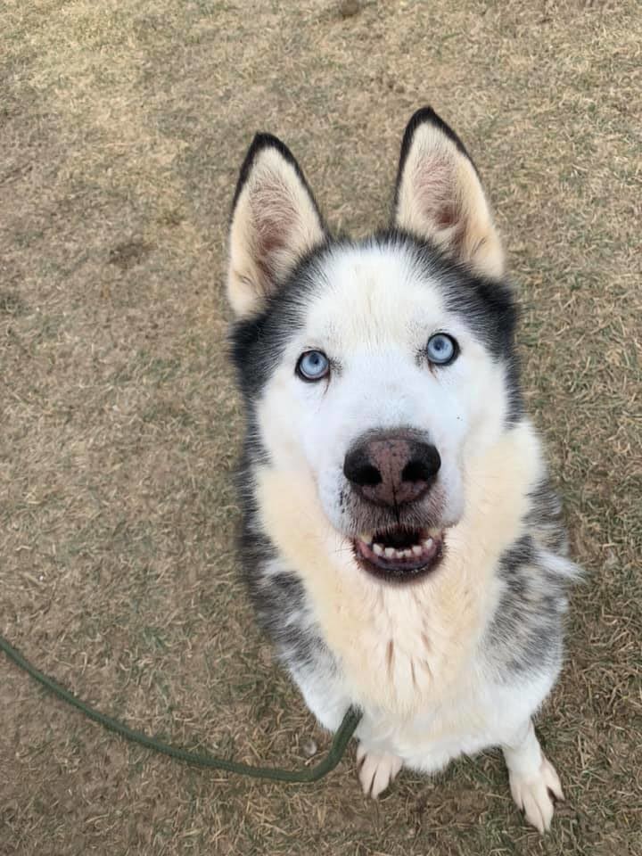 Bronco, an adoptable Siberian Husky in Harvard, IL, 60033 | Photo Image 1