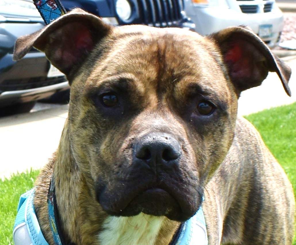 Roman, an adoptable American Staffordshire Terrier in West Saint Paul, MN, 55118 | Photo Image 2