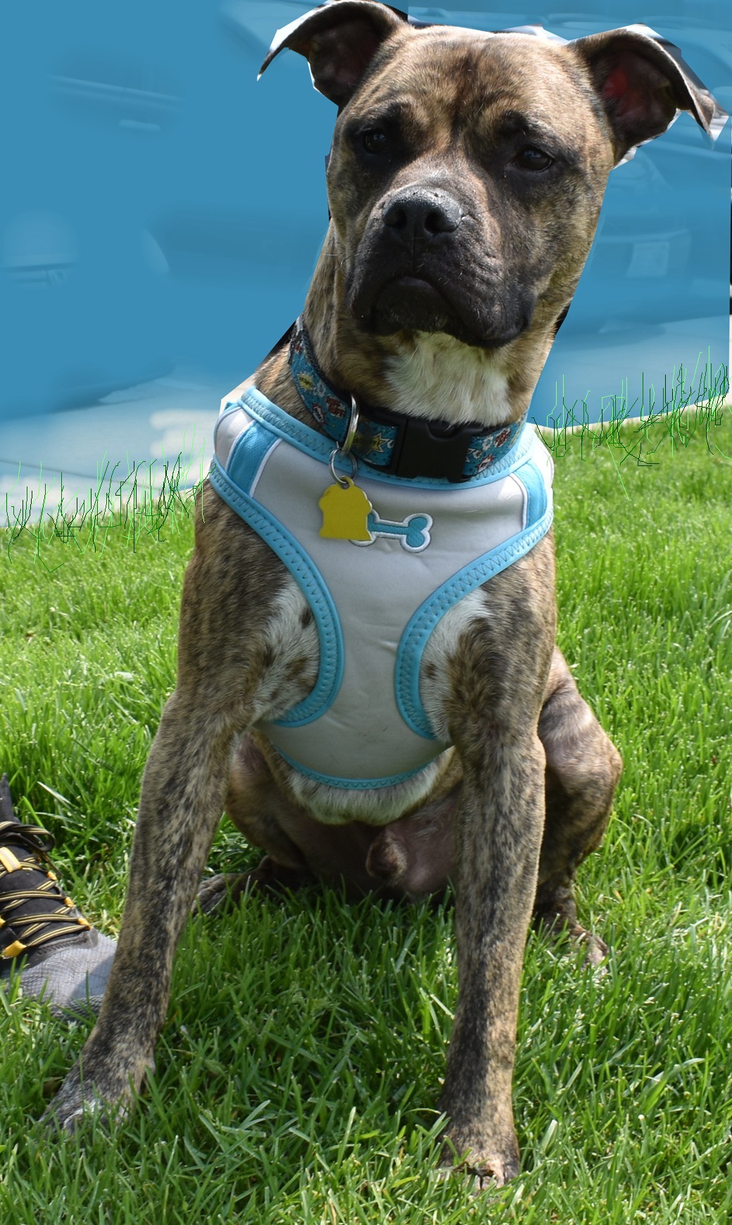 Roman, an adoptable American Staffordshire Terrier in West Saint Paul, MN, 55118 | Photo Image 3