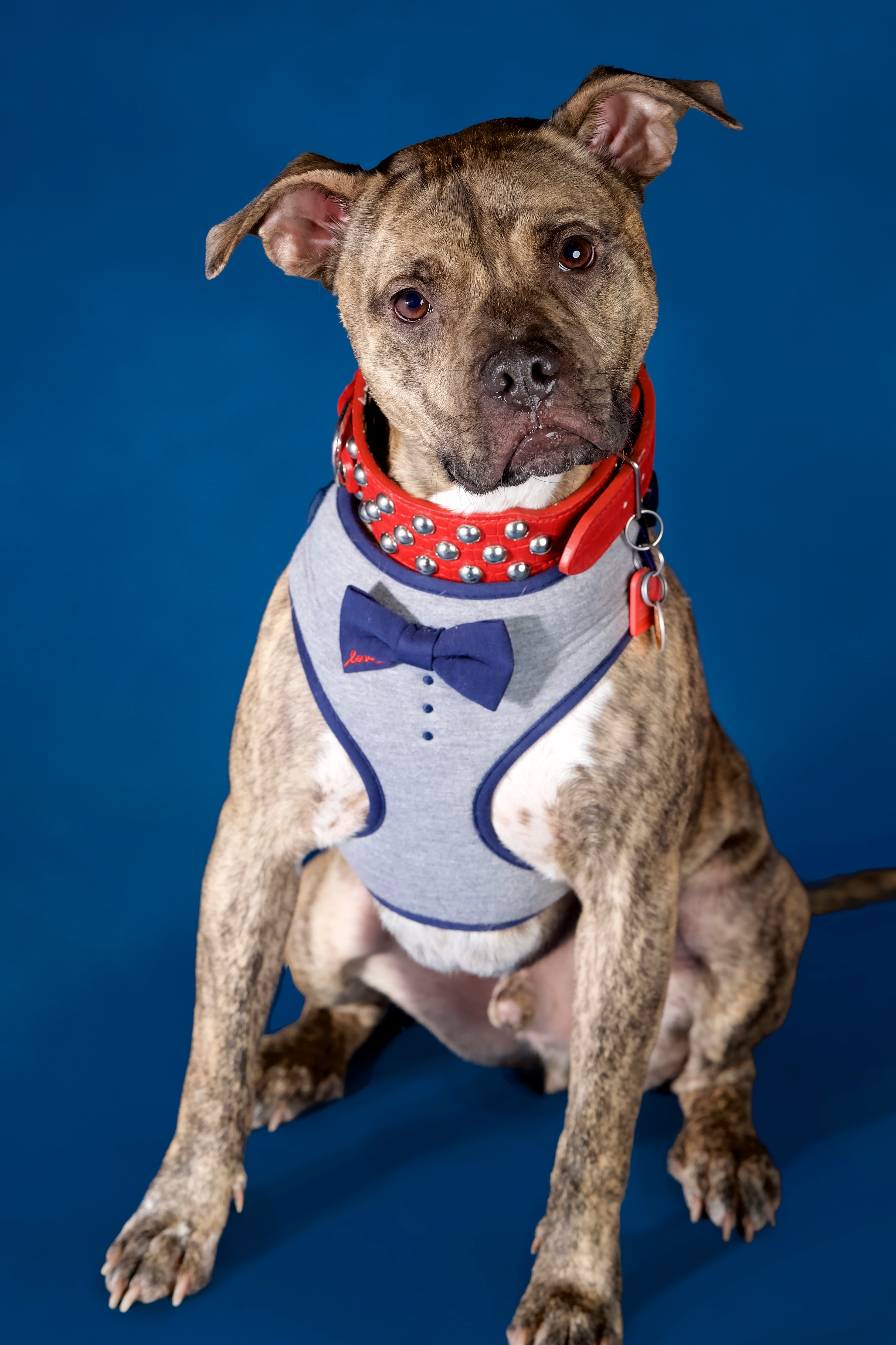 Roman, an adoptable American Staffordshire Terrier in West Saint Paul, MN, 55118 | Photo Image 1