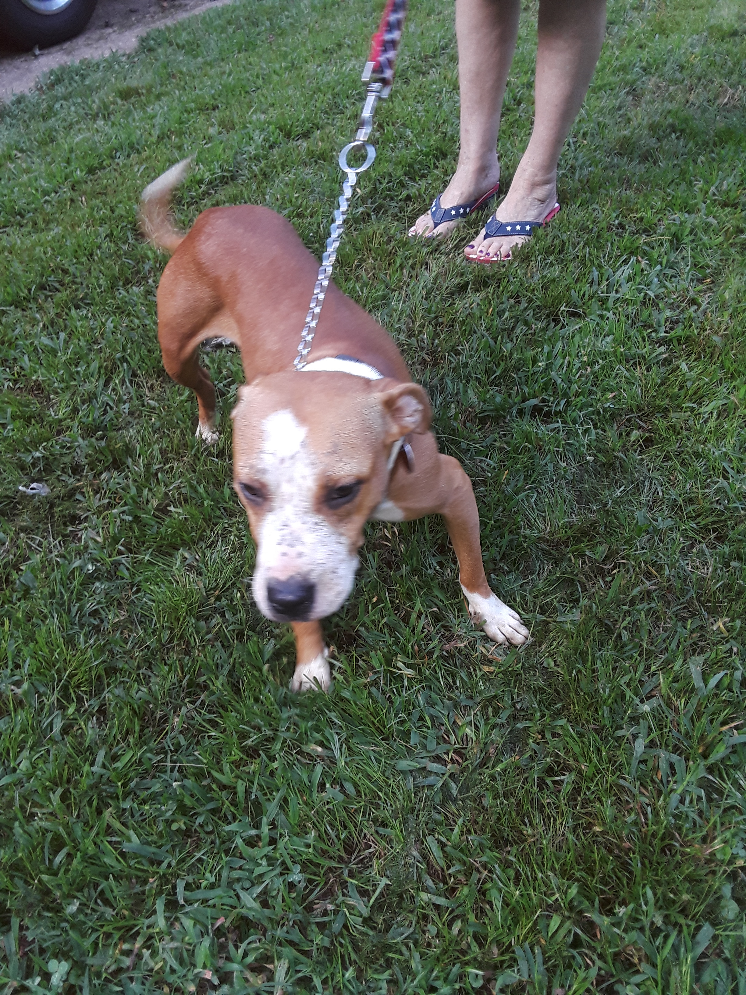 Pink, an adoptable American Staffordshire Terrier in Atlanta, GA, 30305 | Photo Image 3