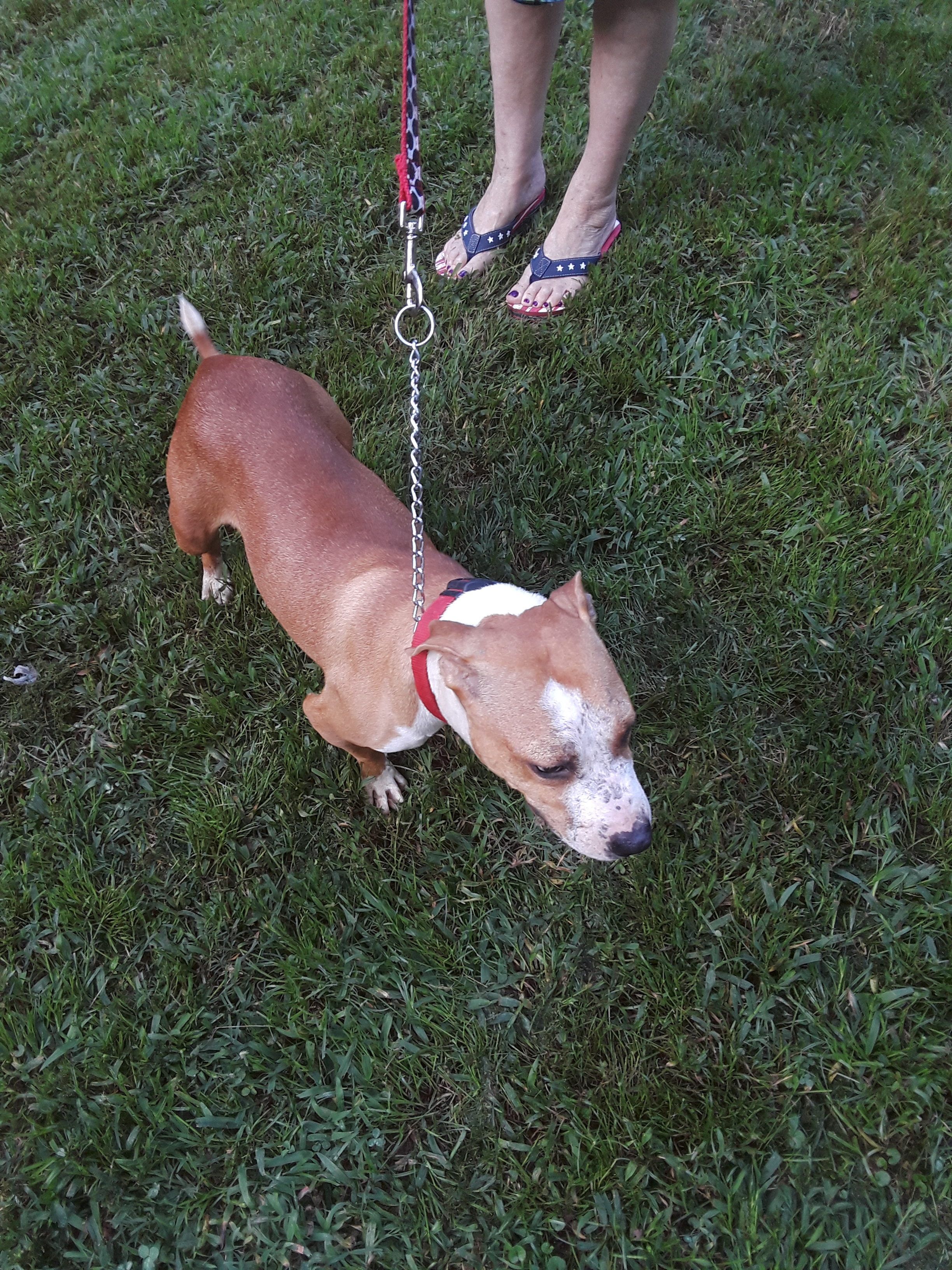 Pink, an adoptable American Staffordshire Terrier in Atlanta, GA, 30305 | Photo Image 4