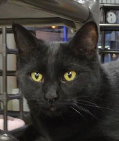 ABBY, an adoptable Domestic Short Hair in Massapequa, NY, 11758 | Photo Image 1