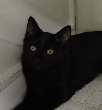 ABBY, an adoptable Domestic Short Hair in Massapequa, NY, 11758 | Photo Image 3