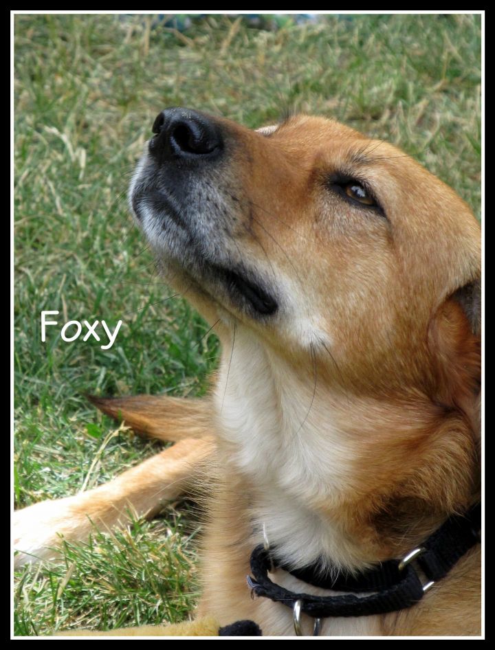 Foxy 4