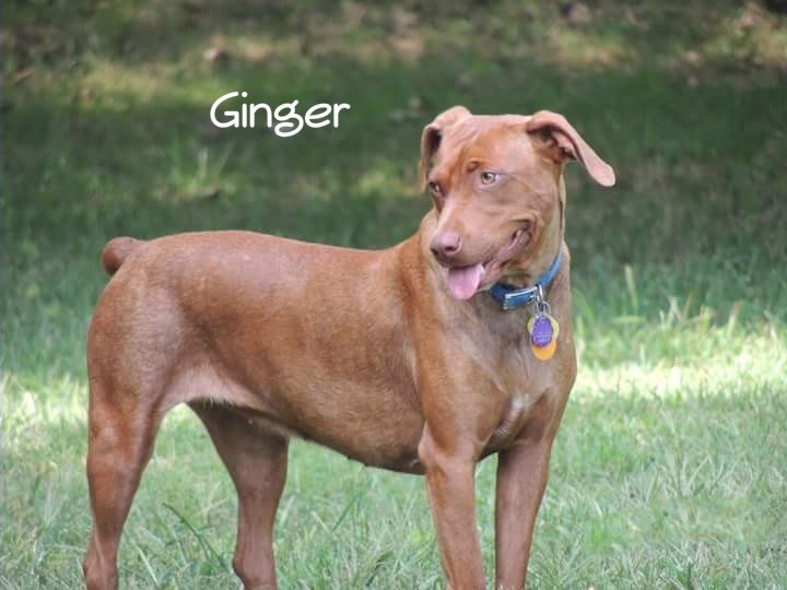 Ginger 2