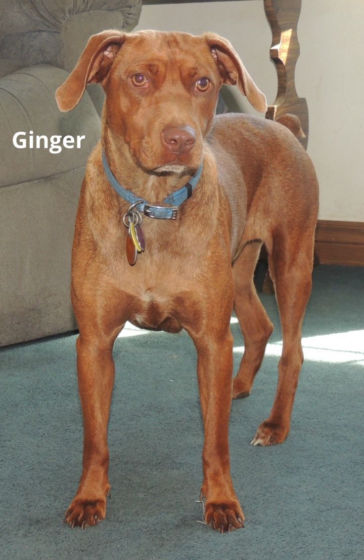 Ginger 3