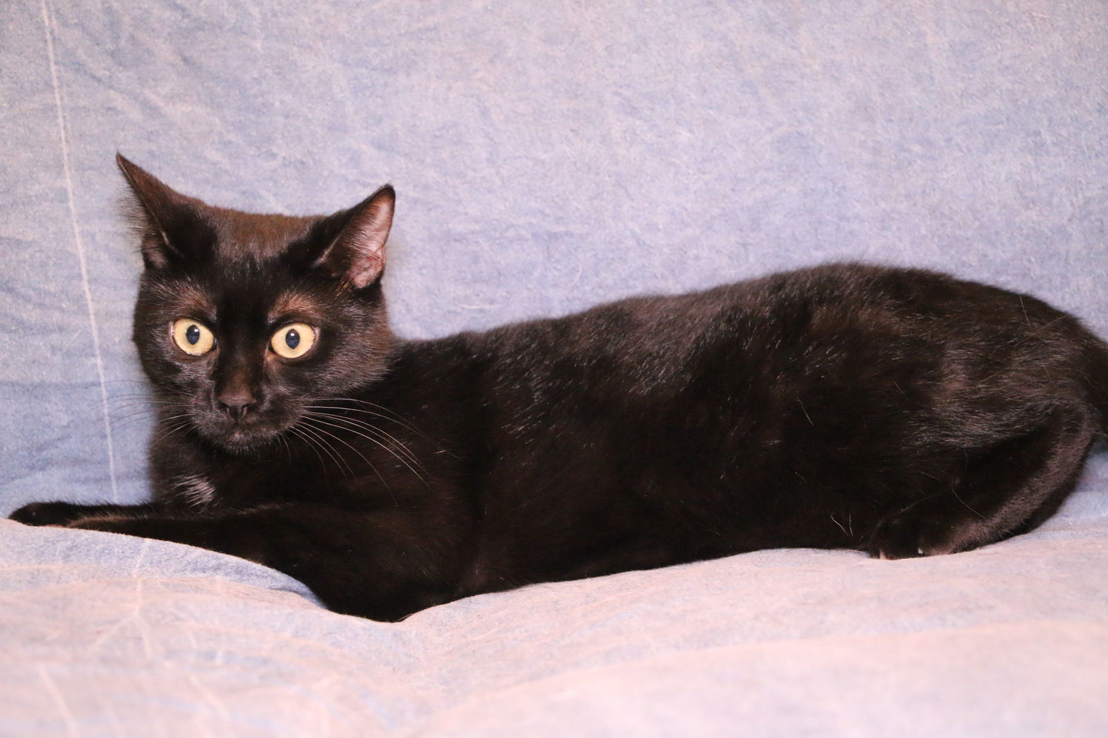 Raggedy Ann, an adoptable Domestic Short Hair in Crompond, NY, 10517 | Photo Image 1