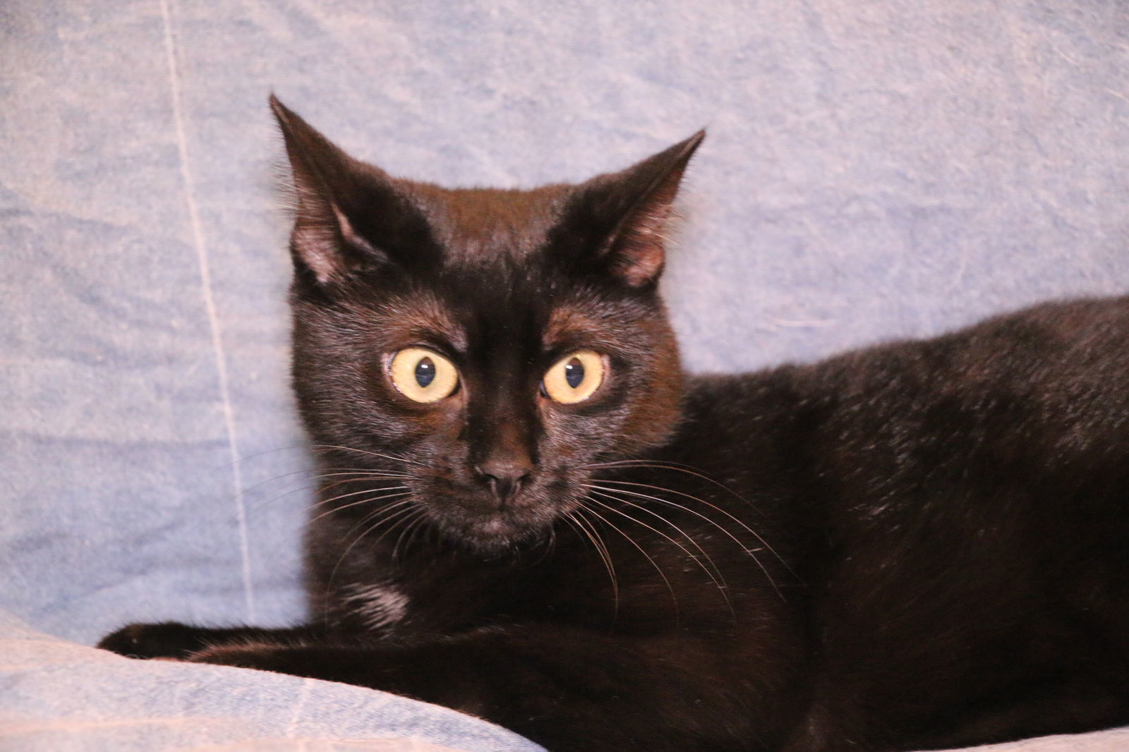 Raggedy Ann, an adoptable Domestic Short Hair in Crompond, NY, 10517 | Photo Image 2