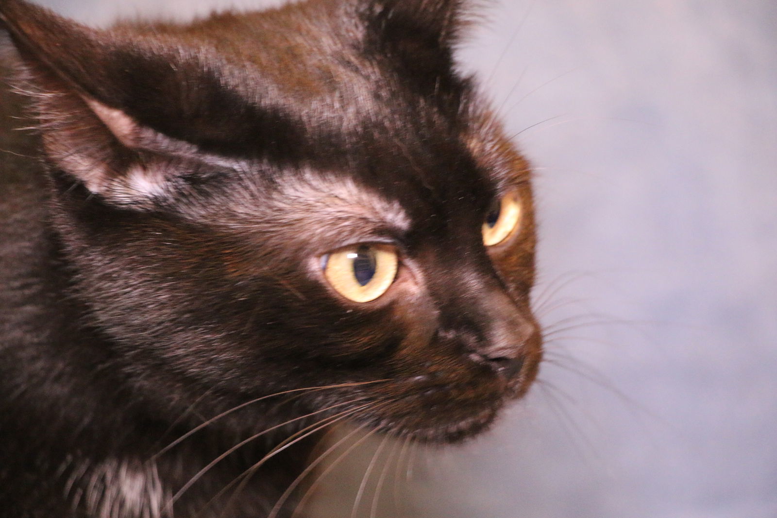 Raggedy Ann, an adoptable Domestic Short Hair in Crompond, NY, 10517 | Photo Image 3