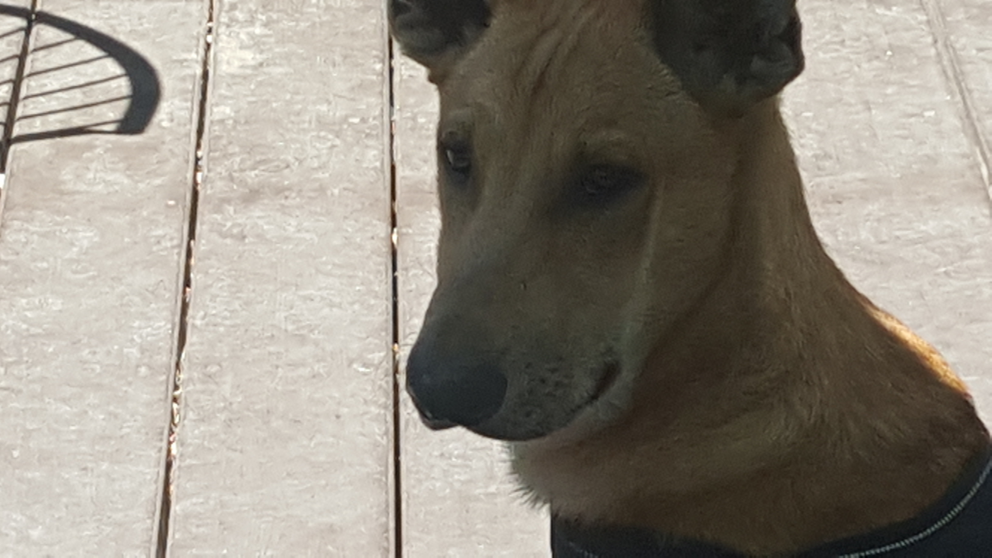 SIMON, an adoptable Carolina Dog in Oro Valley, AZ, 85737 | Photo Image 2