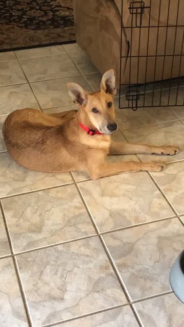 SIMON, an adoptable Carolina Dog in Oro Valley, AZ, 85737 | Photo Image 3
