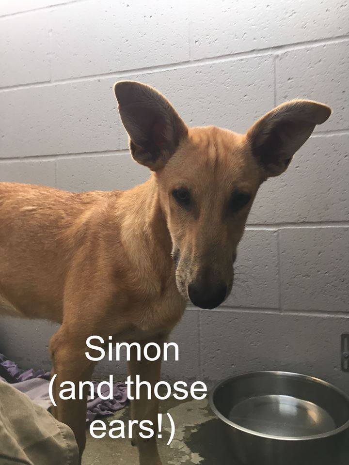 SIMON, an adoptable Carolina Dog in Oro Valley, AZ, 85737 | Photo Image 1