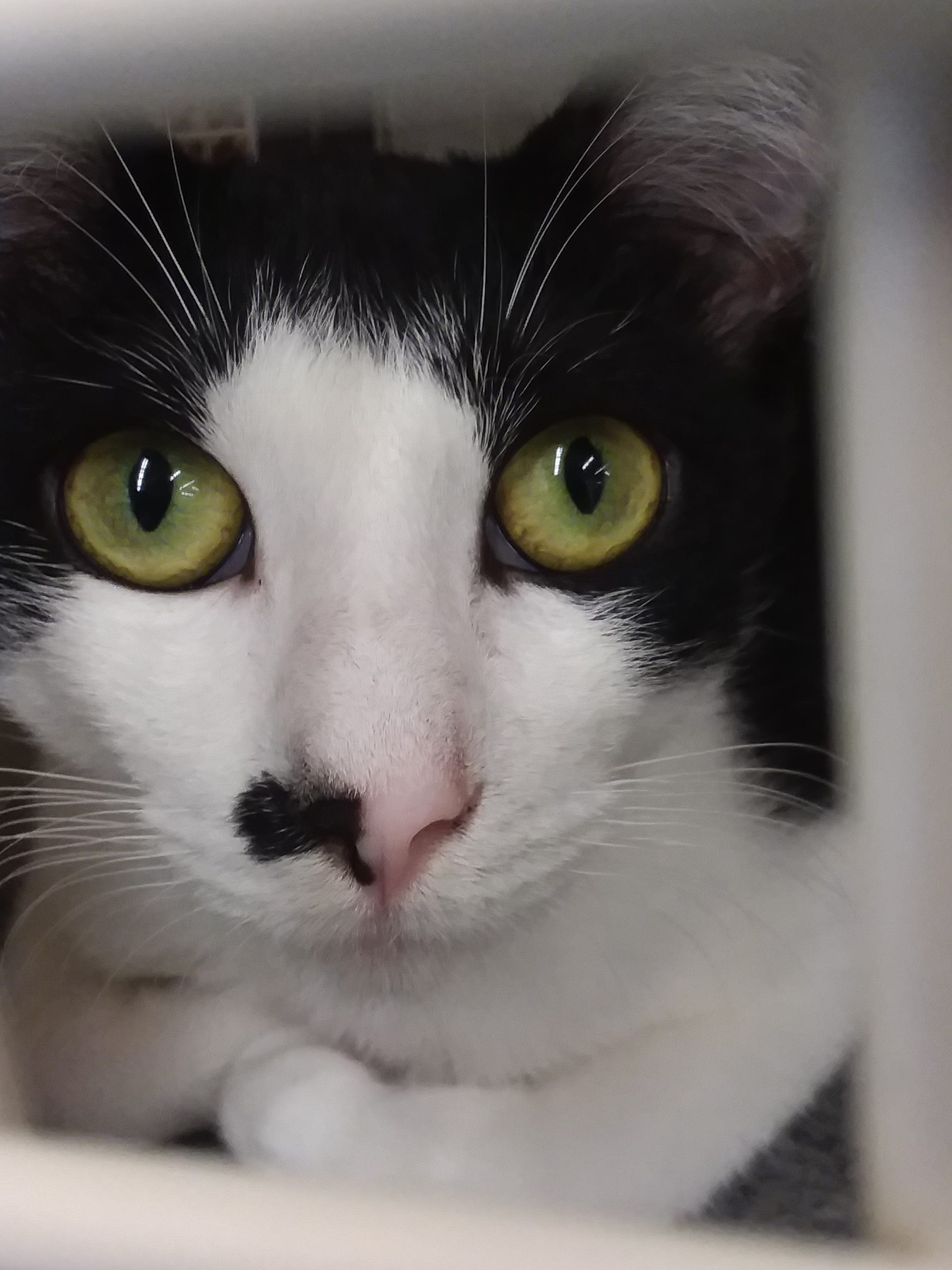 NAOMI, an adoptable Manx, Tuxedo in Andover, KS, 67002 | Photo Image 2