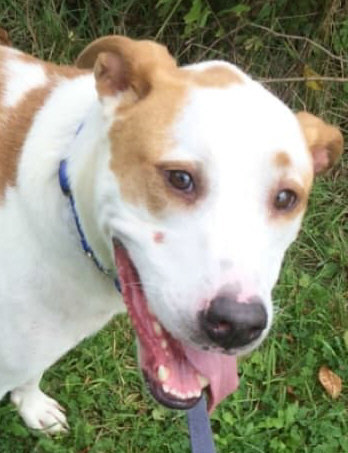 Roscoe, an adoptable Pit Bull Terrier in Olean, NY, 14760 | Photo Image 1