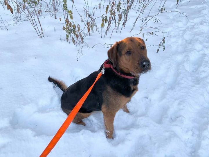 Buddy, an adoptable Rottweiler & Golden Retriever Mix in Saranac Lake, NY_image-2