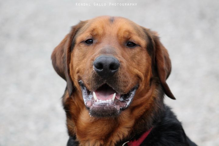 Buddy, an adoptable Rottweiler & Golden Retriever Mix in Saranac Lake, NY_image-1