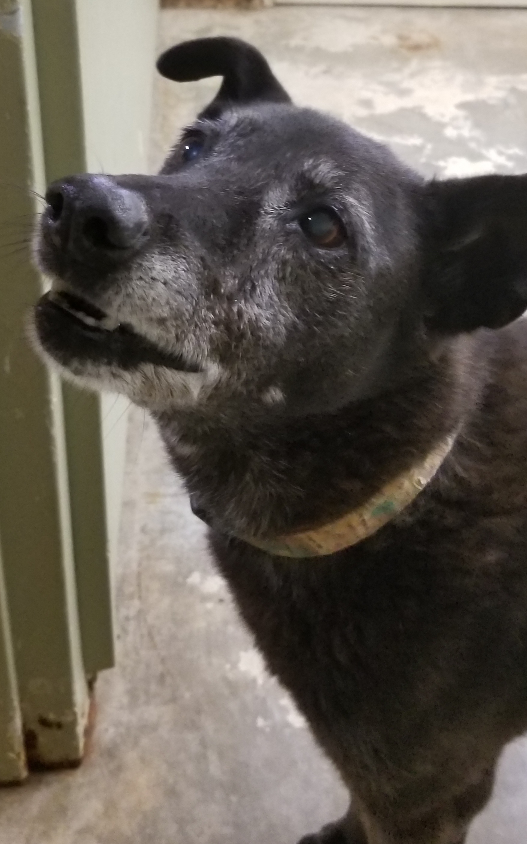 Dog for adoption - Nikki, an Australian Cattle Dog / Blue Heeler Mix in