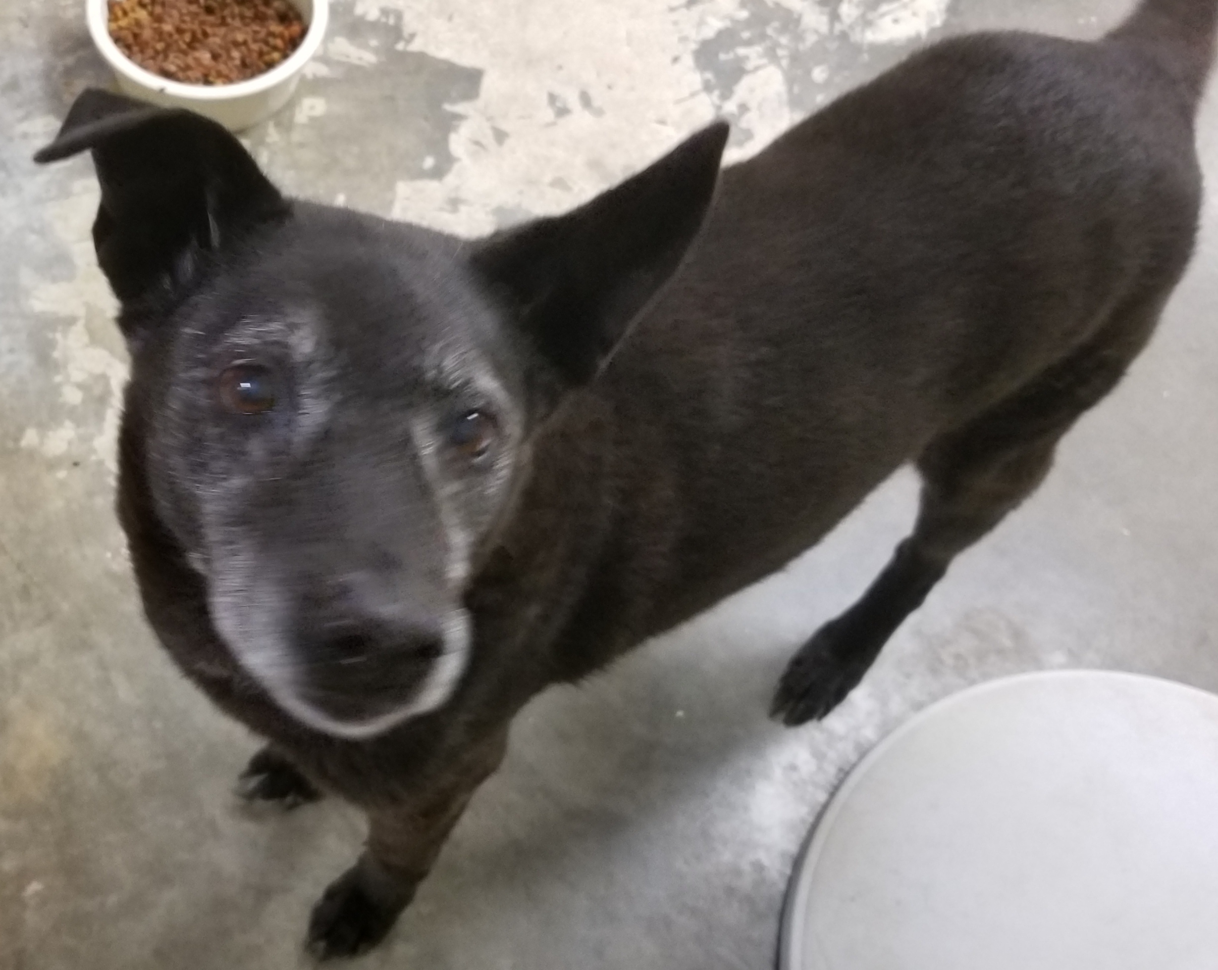 Nikki, an adoptable Australian Cattle Dog / Blue Heeler in Grove, OK, 74344 | Photo Image 2