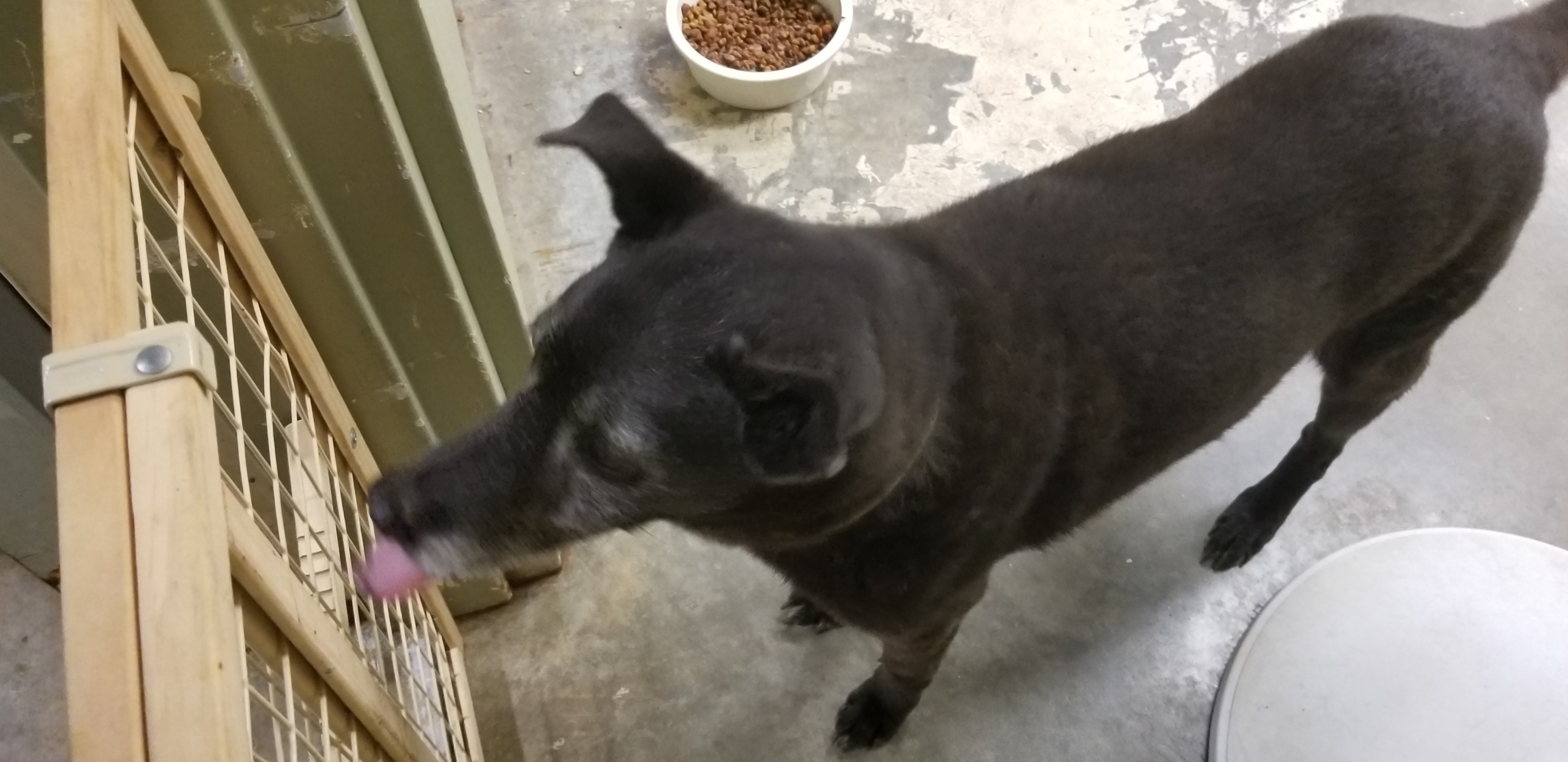 Nikki, an adoptable Australian Cattle Dog / Blue Heeler in Grove, OK, 74344 | Photo Image 3