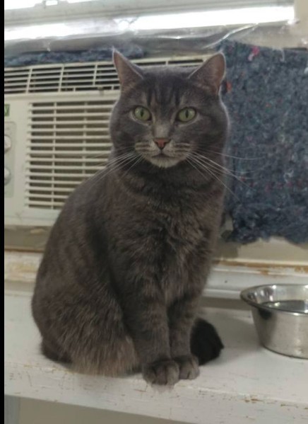 Fannie, an adoptable Domestic Short Hair, Silver in Ashland, OH, 44805 | Photo Image 3