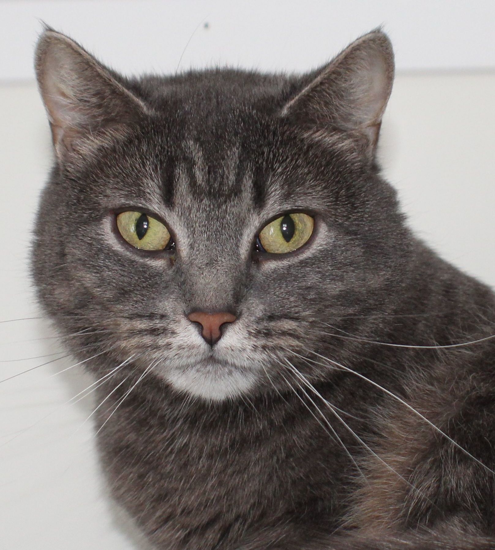 Fannie, an adoptable Domestic Short Hair, Silver in Ashland, OH, 44805 | Photo Image 1