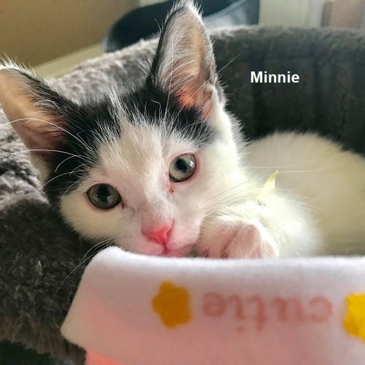 Kittens - Mickey & Minnie 2