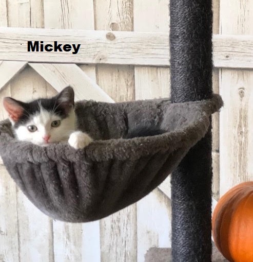 Kittens - Mickey & Minnie 1