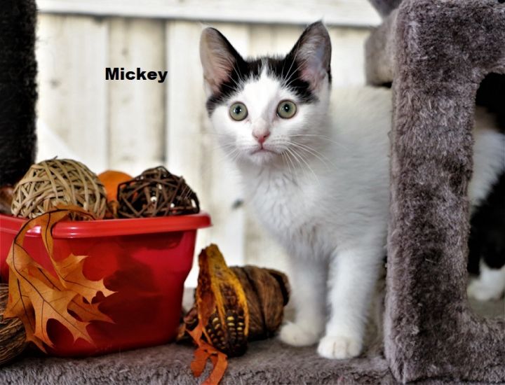 Kittens - Mickey & Minnie 3