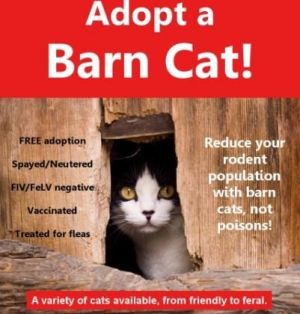 Cat For Adoption Barn Cats A Domestic Short Hair In Mount Holly