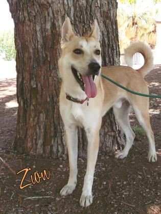 Zion - PAWS Dog 1