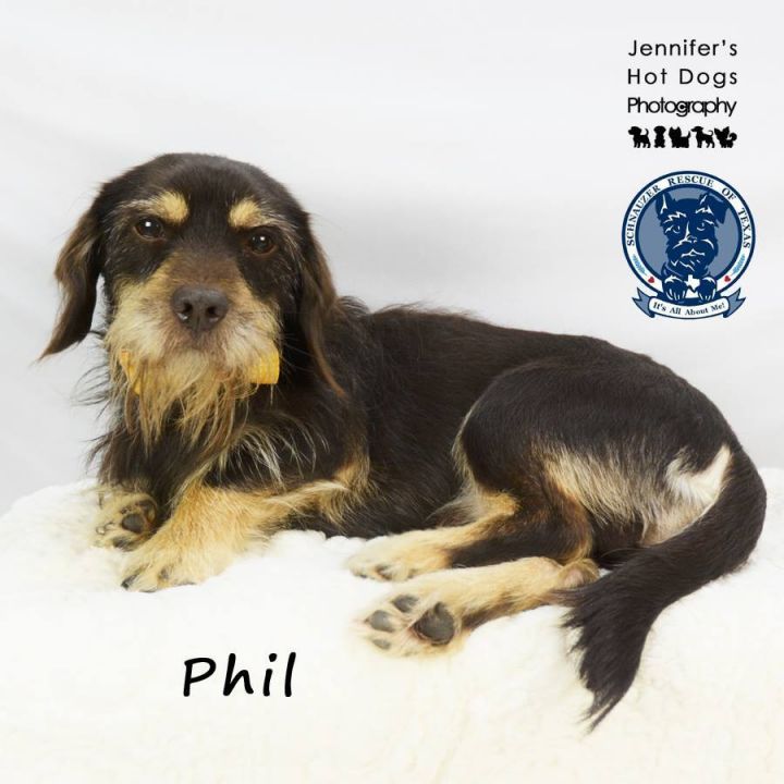 Phil - fostered in Spring, TX 2