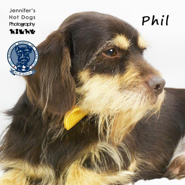 Phil - fostered in Spring, TX 3