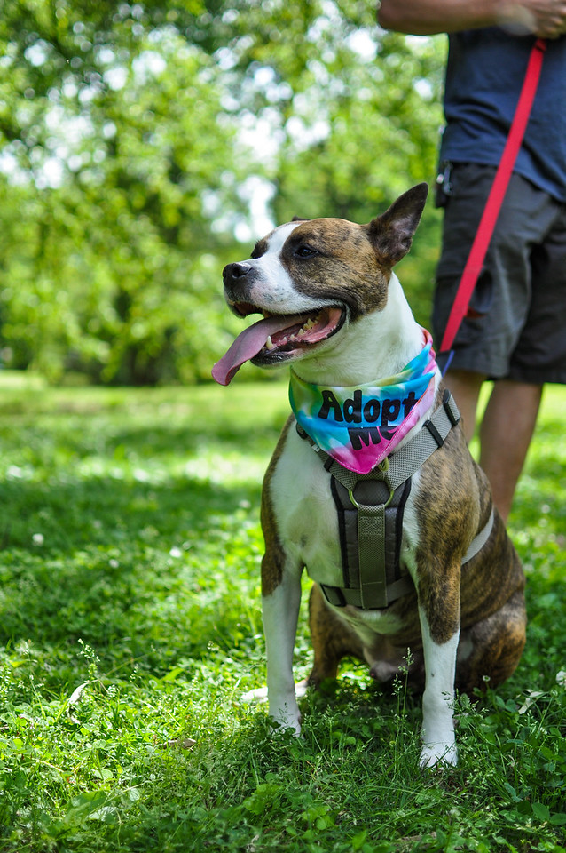 Marcel, an adoptable Boxer, Mixed Breed in Memphis, TN, 38103 | Photo Image 3
