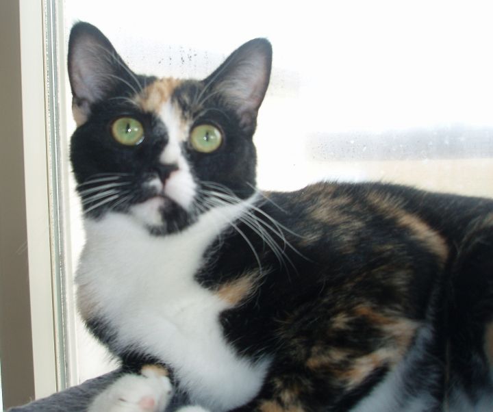 Neviah, an adoptable Domestic Short Hair & Calico Mix in Germansville, PA_image-4