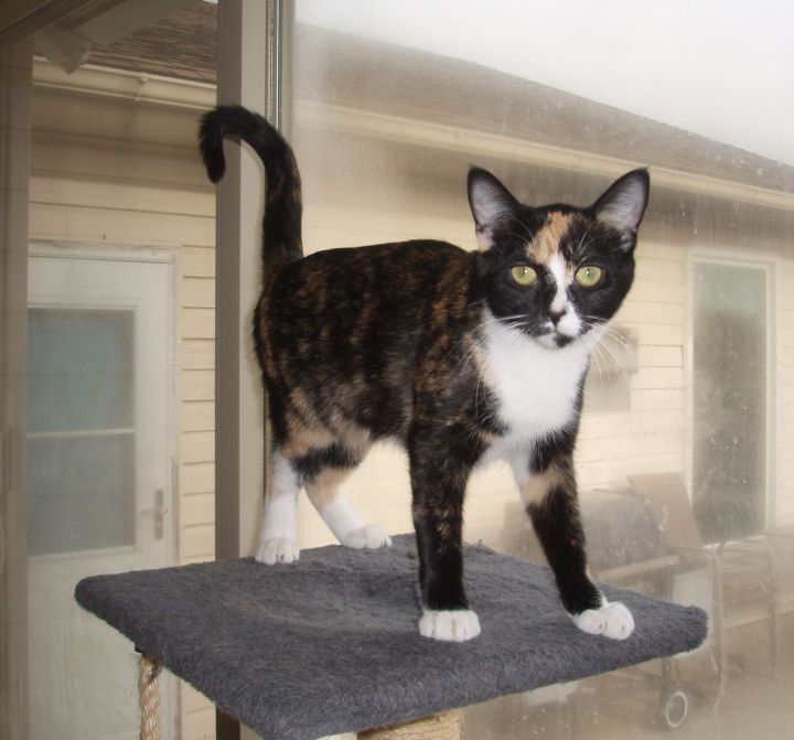 Neviah, an adoptable Domestic Short Hair & Calico Mix in Germansville, PA_image-6