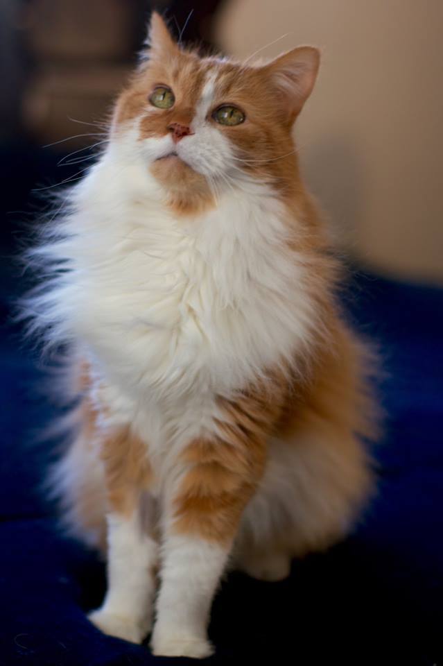 Finnegan, an adopted Domestic Long Hair Mix in Troy, MI_image-2