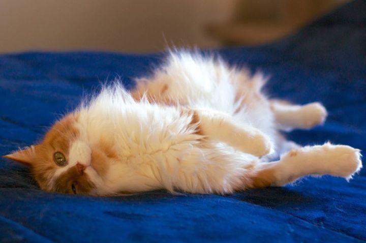 Finnegan, an adopted Domestic Long Hair Mix in Troy, MI_image-6