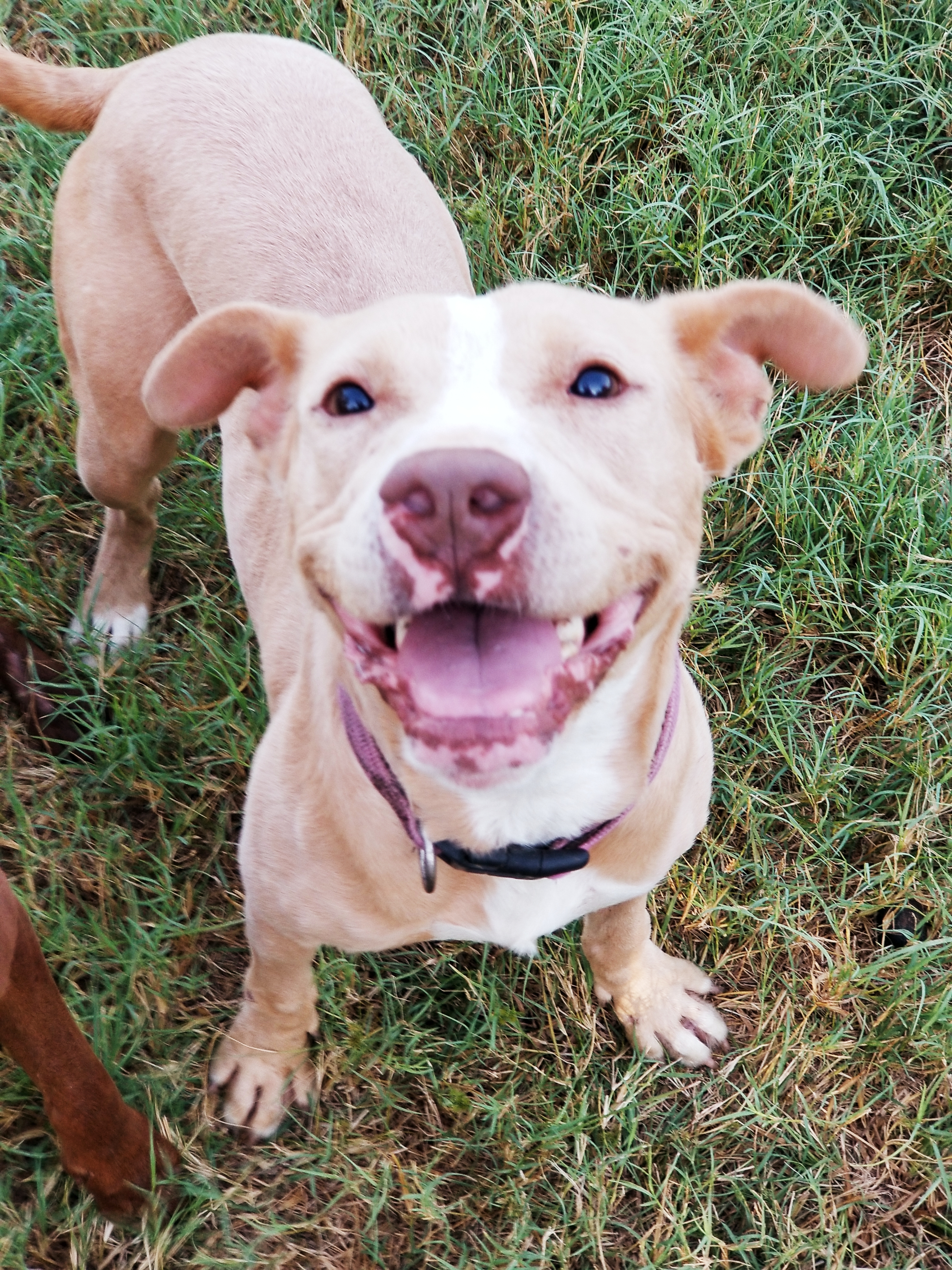 Shiloh, an adoptable Pit Bull Terrier in Samson, AL, 36477 | Photo Image 4