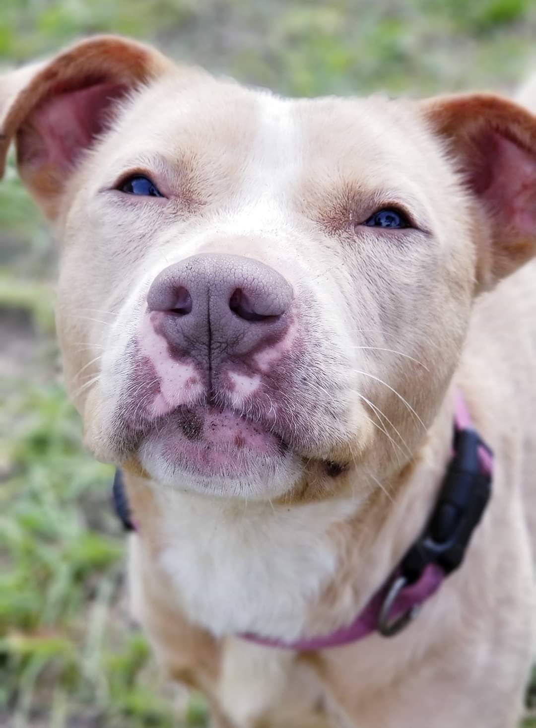 Shiloh, an adoptable Pit Bull Terrier in Samson, AL, 36477 | Photo Image 5