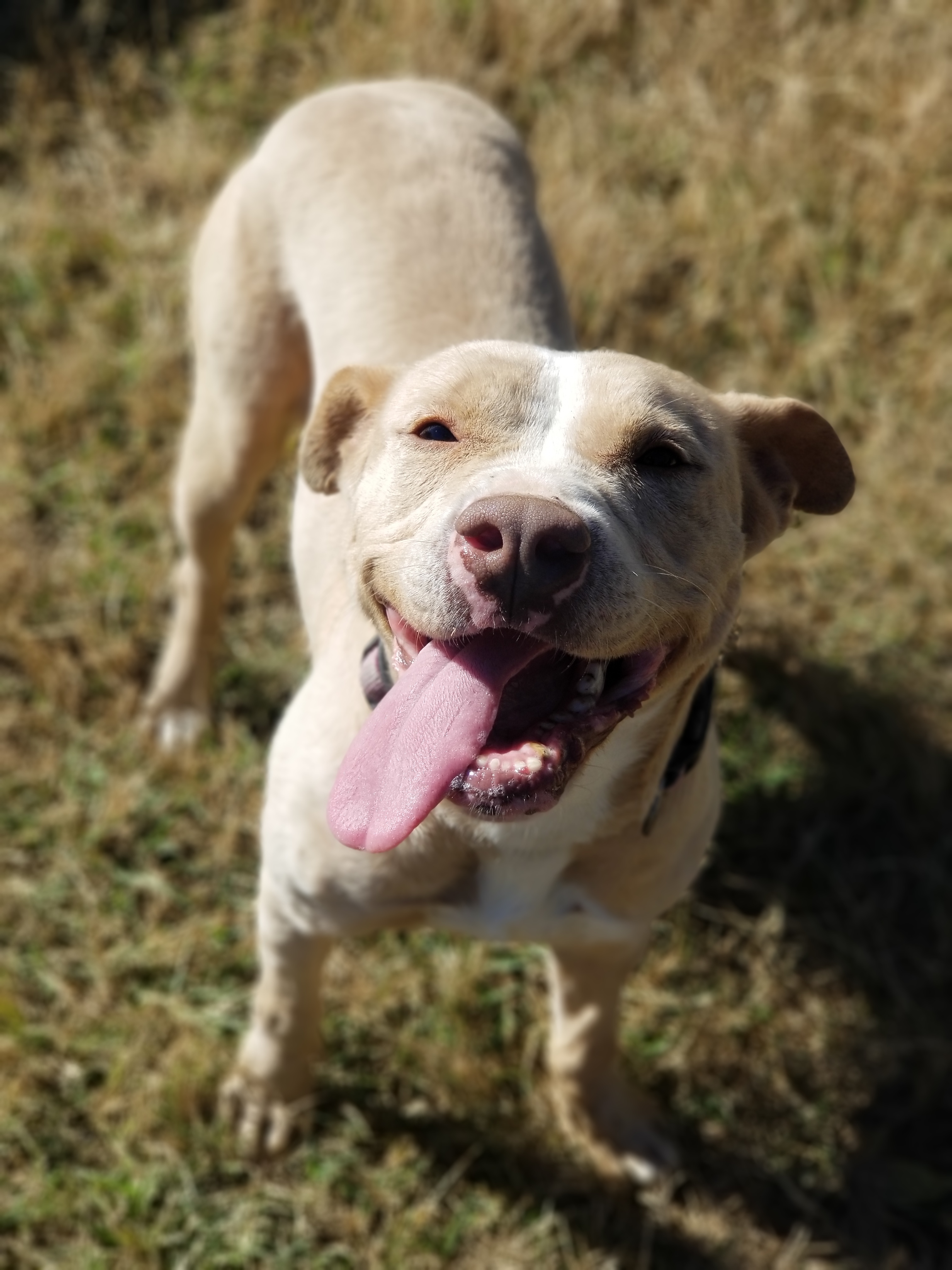 Shiloh, an adoptable Pit Bull Terrier in Samson, AL, 36477 | Photo Image 1